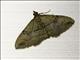 Carpet Moth (Larentiinae sp)