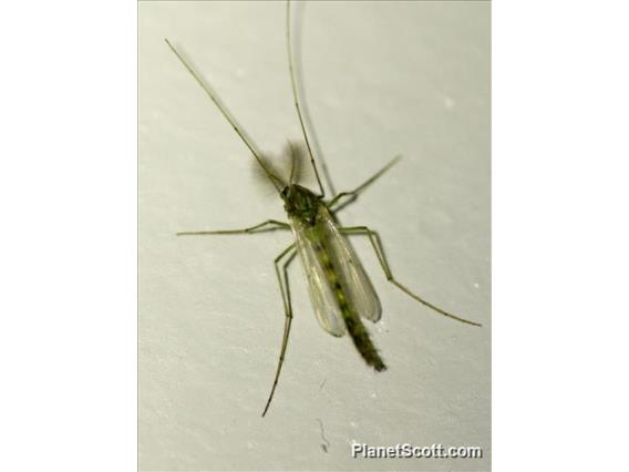 Non-biting Midge (Chironomidae sp)