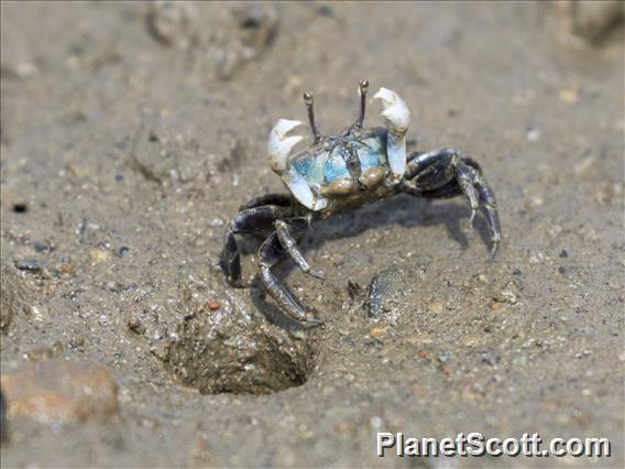 Sand Bubbler Crab (Ilyoplax pusilla)