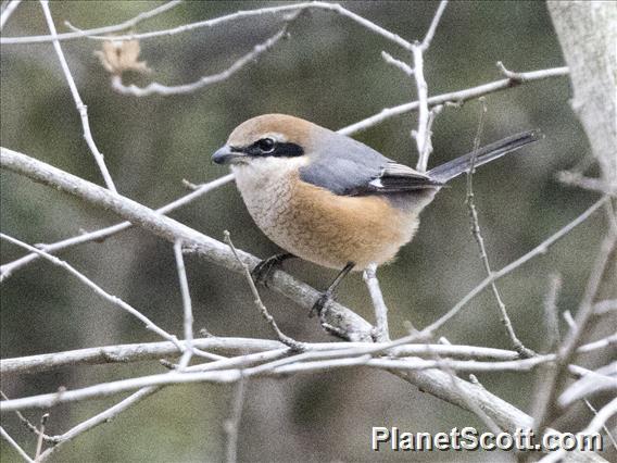 Bull-headed Shrike (Lanius bucephalus)