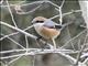 Bull-headed Shrike (Lanius bucephalus)