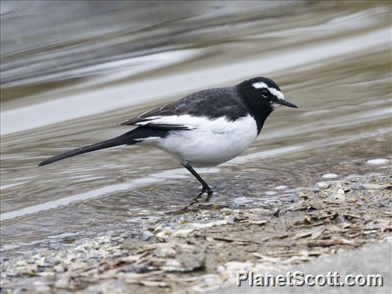 Japanese Wagtail (Motacilla grandis)