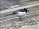 Japanese Wagtail (Motacilla grandis)