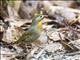 Red-billed Leiothrix (Leiothrix lutea)