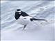 Japanese Wagtail (Motacilla grandis)