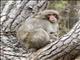 Japanese Macaque (Macaca fuscata)