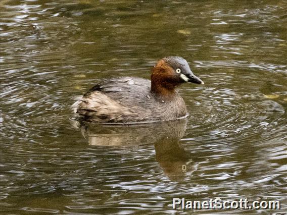 Little Grebe (Tachybaptus ruficollis)