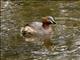 Little Grebe (Tachybaptus ruficollis)