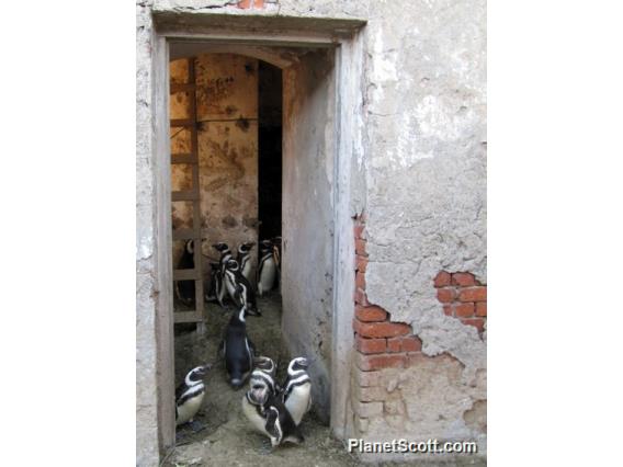 Magellanic Penguin (Spheniscus magellanicus)