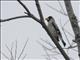 Japanese Grosbeak (Eophona personata)