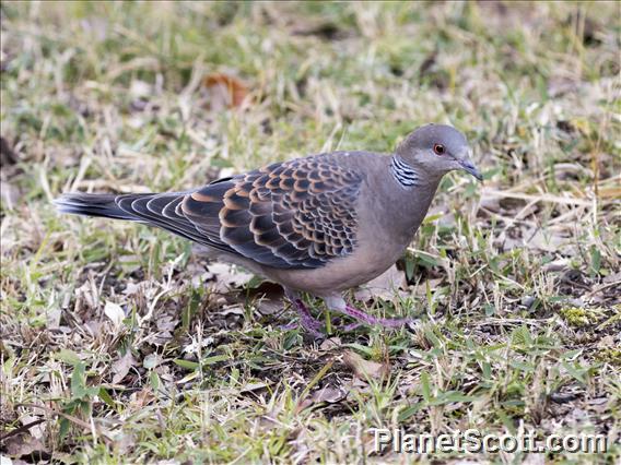 Oriental Turtle-Dove (Streptopelia orientalis)