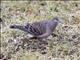 Oriental Turtle-Dove (Streptopelia orientalis)