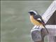 Daurian Redstart (Phoenicurus auroreus)