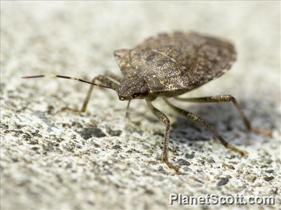 Brown Marmorated Stink Bug (Halyomorpha halys)