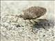 Brown Marmorated Stink Bug (Halyomorpha halys)