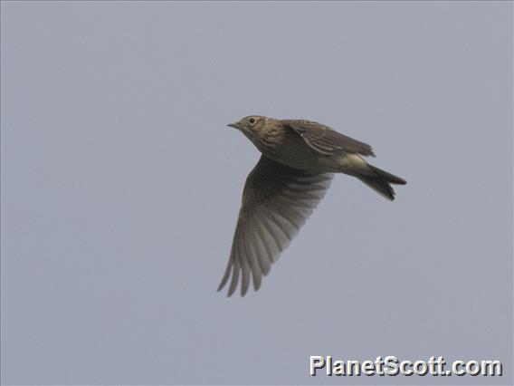 Eurasian Skylark (Alauda arvensis)