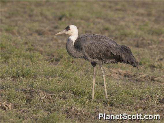 Hooded Crane (Grus monacha)