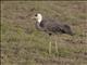 Hooded Crane (Grus monacha)