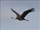 Hooded Crane (Grus monacha)