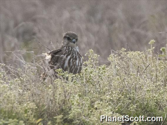 Merlin (Falco columbarius)