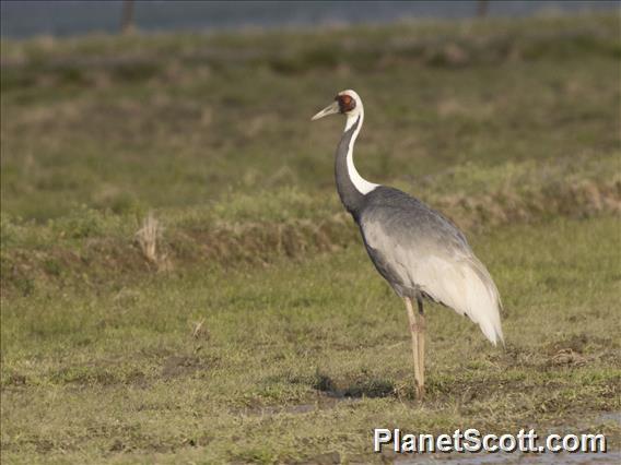 White-naped Crane (Antigone vipio)