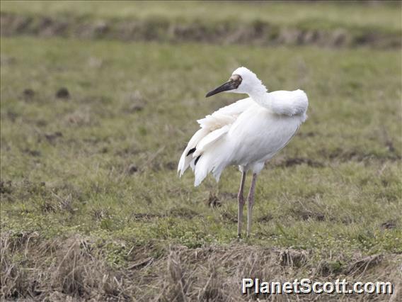 Siberian Crane (Leucogeranus leucogeranus)