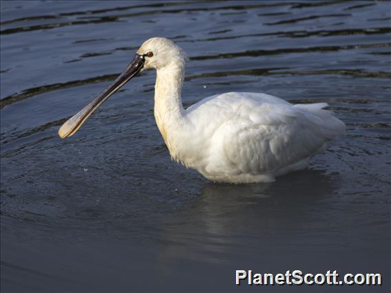 Eurasian Spoonbill (Platalea leucorodia)