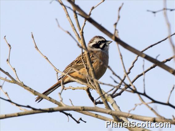 Meadow Bunting (Emberiza cioides)