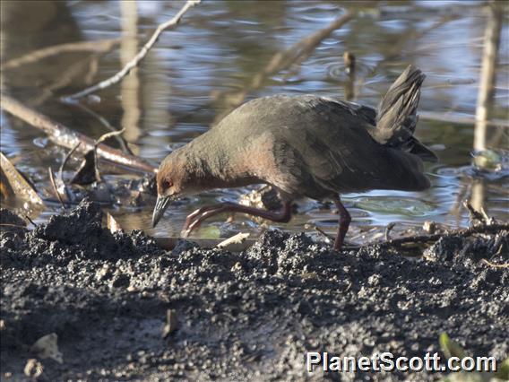 Ruddy-breasted Crake (Zapornia fusca)