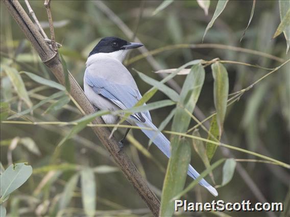 Azure-winged Magpie (Cyanopica cyanus)