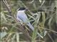 Azure-winged Magpie (Cyanopica cyanus)