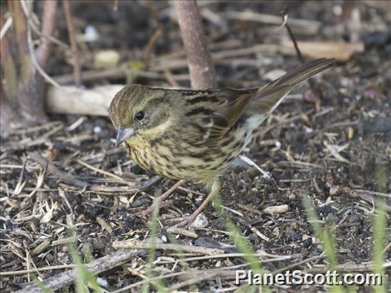 Masked Bunting (Emberiza personata)