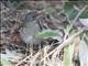 Pale Thrush (Turdus pallidus)