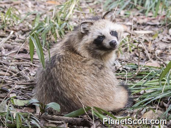 Japanese Raccoon Dog (Nyctereutes viverrinus)