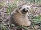 Japanese Raccoon Dog (Nyctereutes viverrinus)