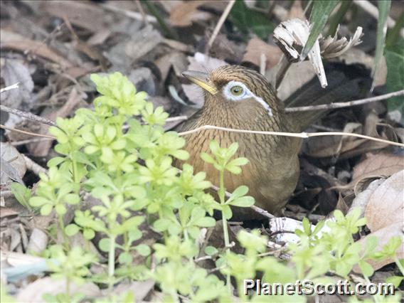 Chinese Hwamei (Garrulax canorus)