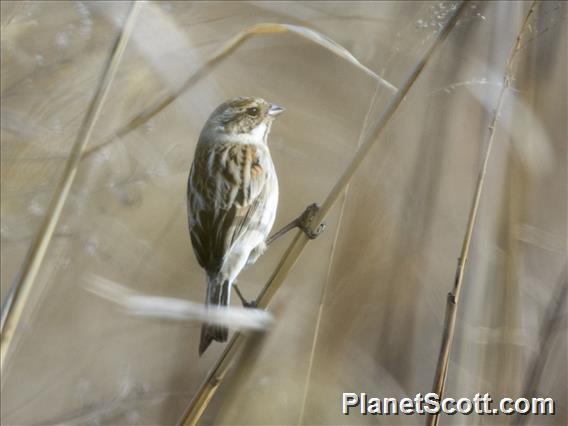 Reed Bunting (Emberiza schoeniclus)