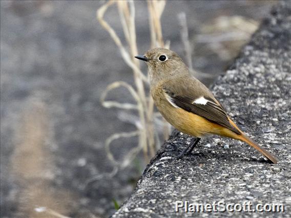 Daurian Redstart (Phoenicurus auroreus)