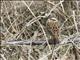 Meadow Bunting (Emberiza cioides) - Female