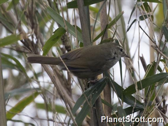 Japanese Bush-Warbler (Horornis diphone)