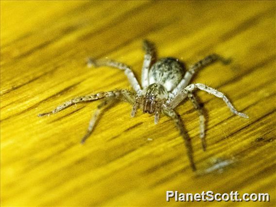 Ghost Spider (Anyphaena sp)