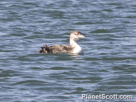 Yellow-billed Loon (Gavia adamsii)