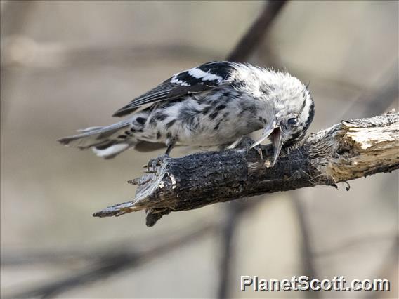 Black-and-white Warbler (Mniotilta varia)