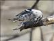 Black-and-white Warbler (Mniotilta varia)