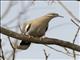 White-winged Dove (Zenaida asiatica)