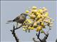 Bushtit (Psaltriparus minimus)