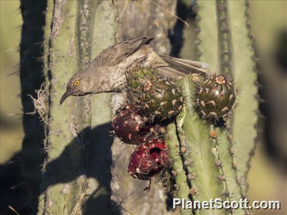 Curve-billed Thrasher (Toxostoma curvirostre)