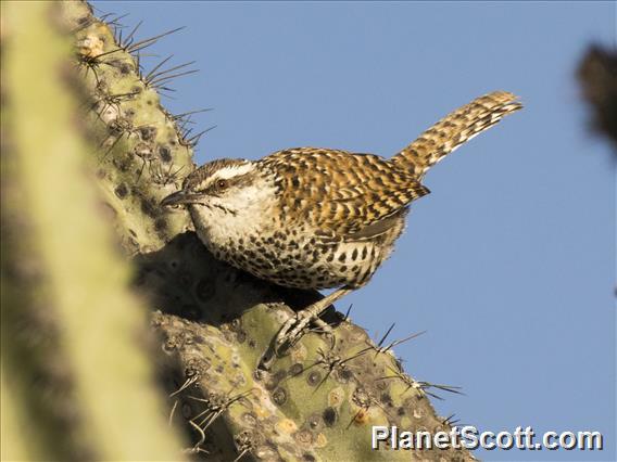 Boucard's Wren (Campylorhynchus jocosus)