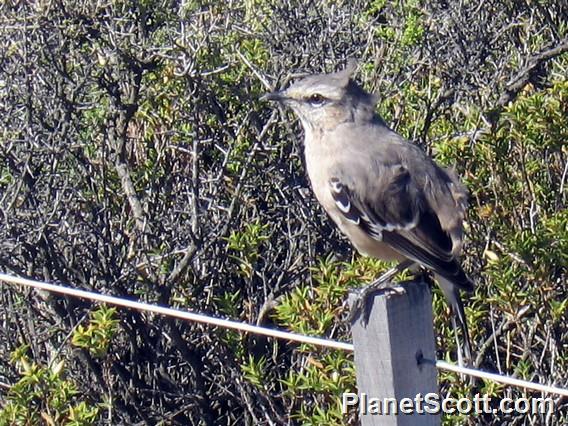 Patagonian Mockingbird (Mimus patagonicus)