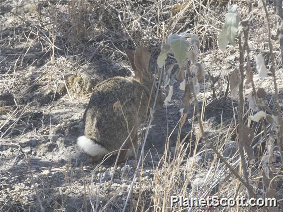 Mexican Cottontail (Sylvilagus cunicularius)